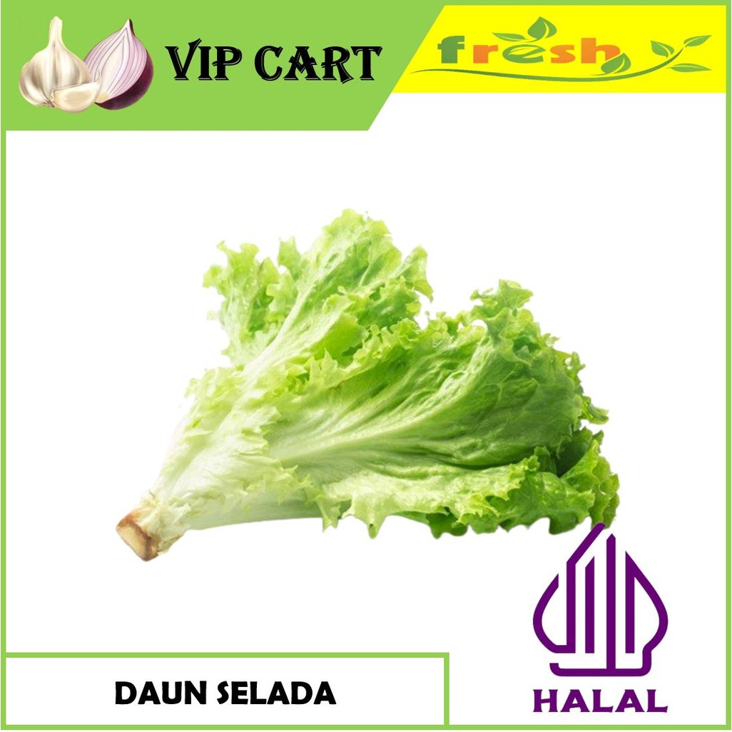 

DAUN SELADA DAUN SALAD SEGAR - VIP SAYUR