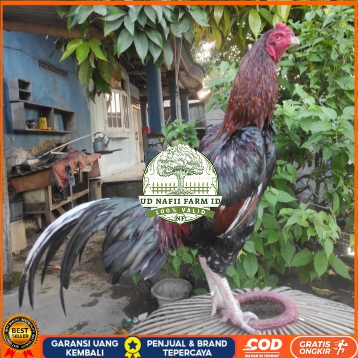 

Telur ayam bangkok birma fertil / ayam petarung aduan siap ditetaskan Langsung UD NAFII FARM ID