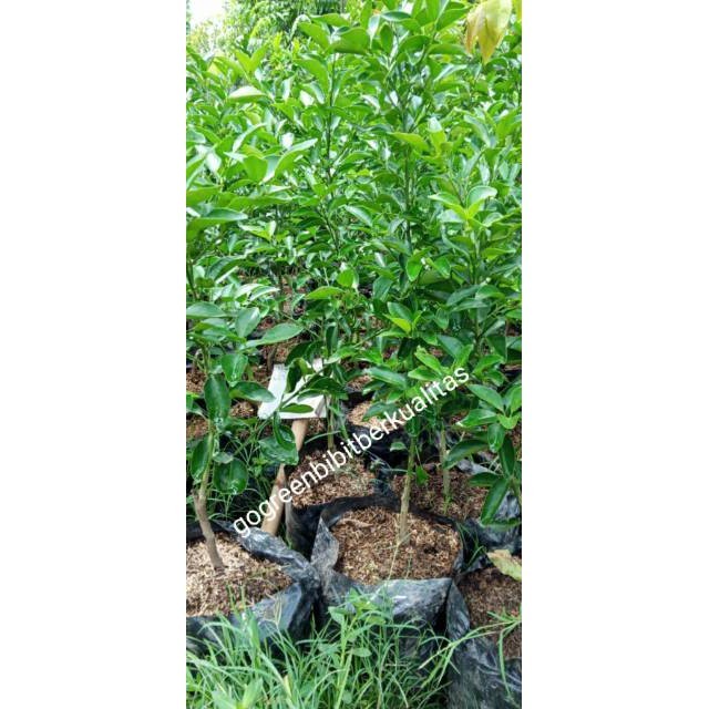 Bibit Jeruk Limau/Bibit Jeruk Limau Sambal untuk Masakan