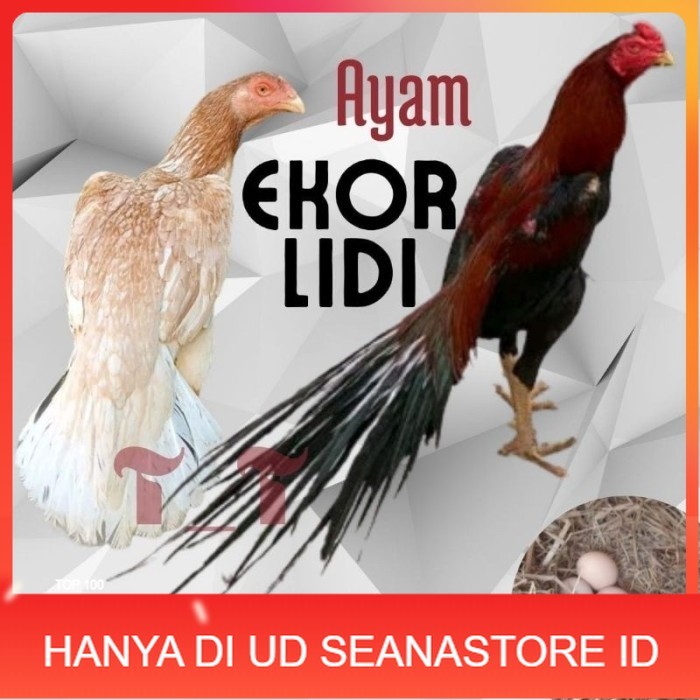 

telur ayam ekor lidi asli original bisa untuk di tetaskan UD SEANASTORE ID