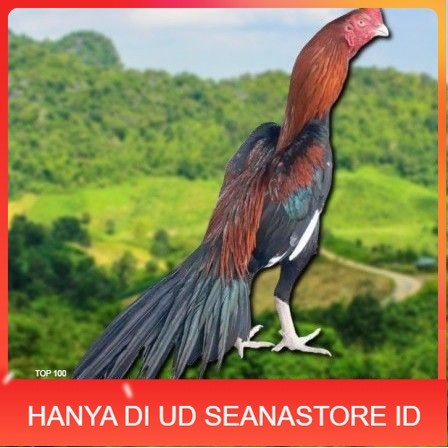 

TELUR BANGKOK EKOR LIDI FRESH (JAMIN FERTIL) UD SEANASTORE ID