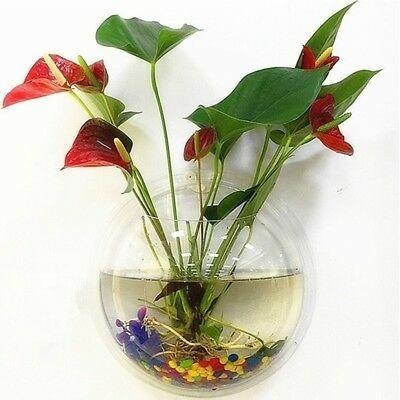 Akuarium dinding Ikan Cupang hias Aquarium home decor