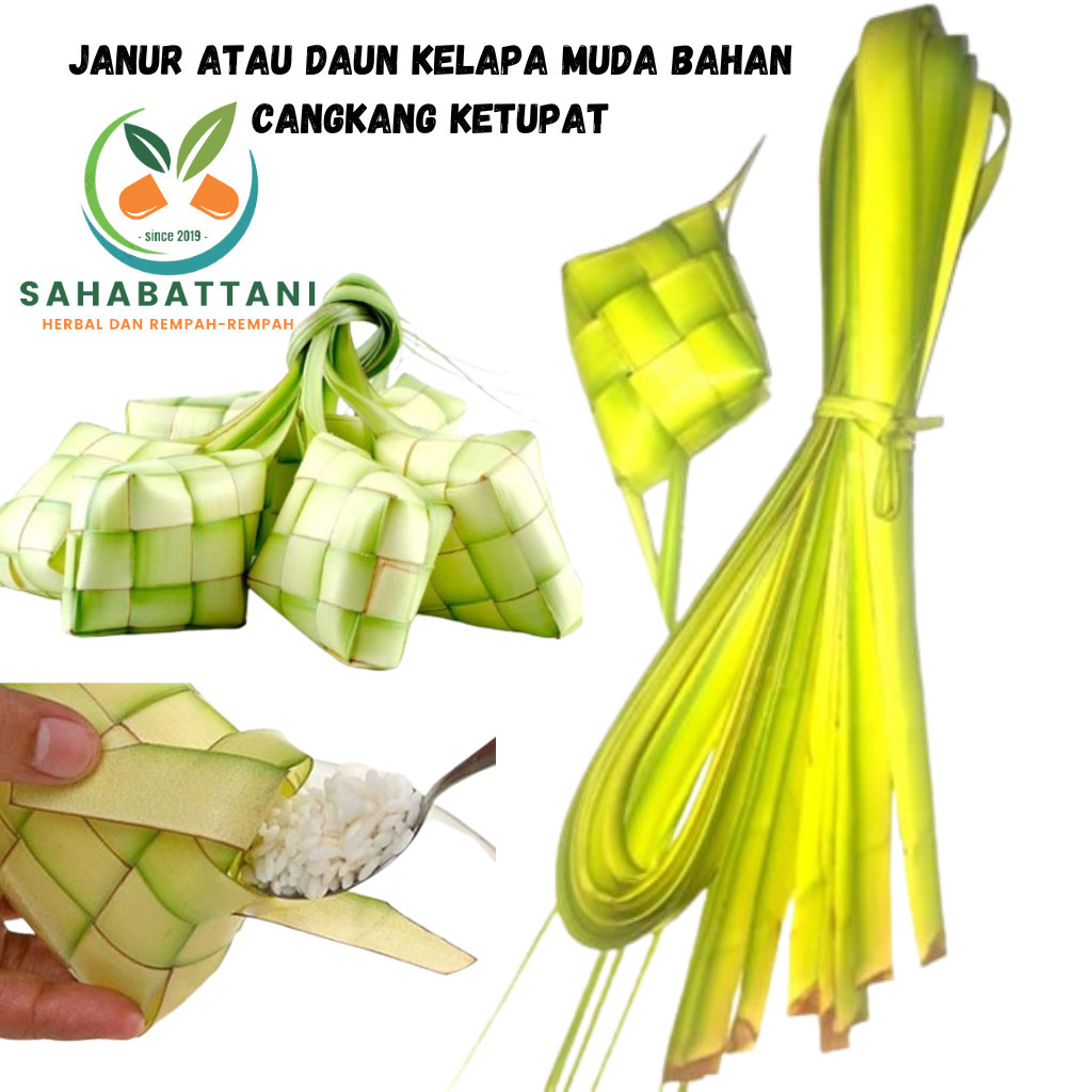 

AZ PROMO 50 Lembar Janur Kelapa atau Daun Kelapa Muda Bahan Cangkang Ketupat Untuk Lebaran