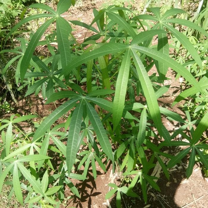 bibit singkong sayur daun sempit