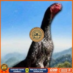 

telur ayam shamo super original PRADITA BIBIT TANAMAN