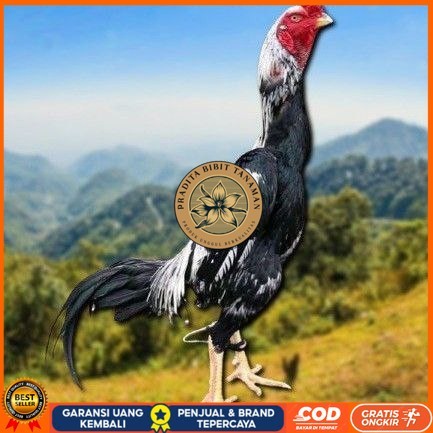 

telur tetas ayam shamo berkualitas unggul PRADITA BIBIT TANAMAN