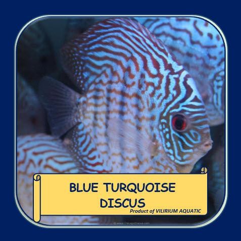 IKAN HIAS AIR TAWAR - DISCUS BLUE TURQUOISE / BLUE TURQUOISE DISCUS - 2" (±5cm)