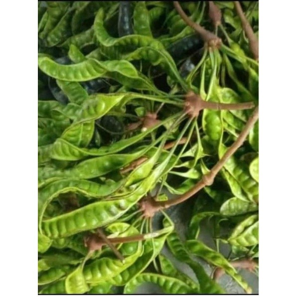 

Pete fresh 7 - 16 buah 5papan/ lonjor , minimal pembelian 10 papan termurah