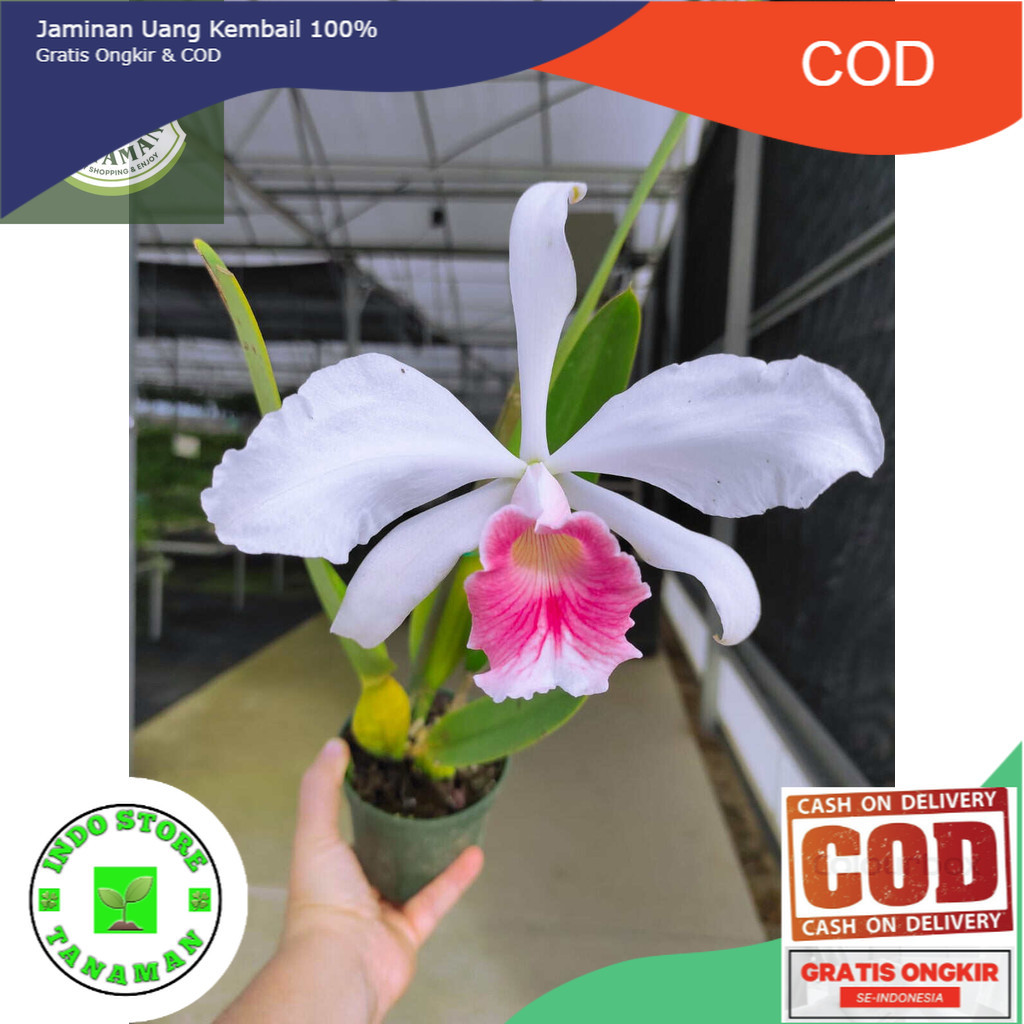 tanaman hias anggrek dendrobium Carmen /) anggrek dendrobium // bibit anggrek dendrobium