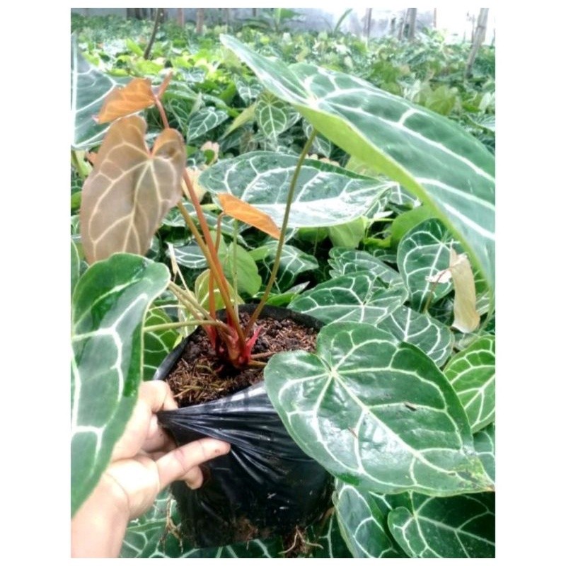 Bunga Kuping Gajah Segar Hidup Tanaman Bagus Kembang Murah Cantik Kuping Gajah Cantik