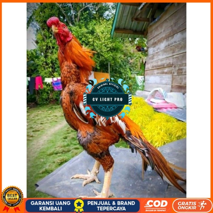 

TELUR ASEL PUKUL LARI INDUK JUARA.. PROMO original berkualitas CV LIGHT PRO