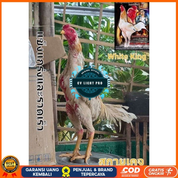 

COD TELUR FERTIL PLUCKER SUPER original berkualitas CV LIGHT PRO