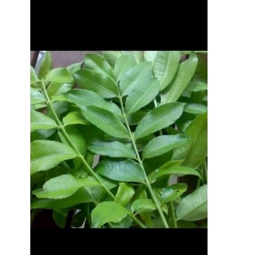 

TB-02 Daun Kedondong segar