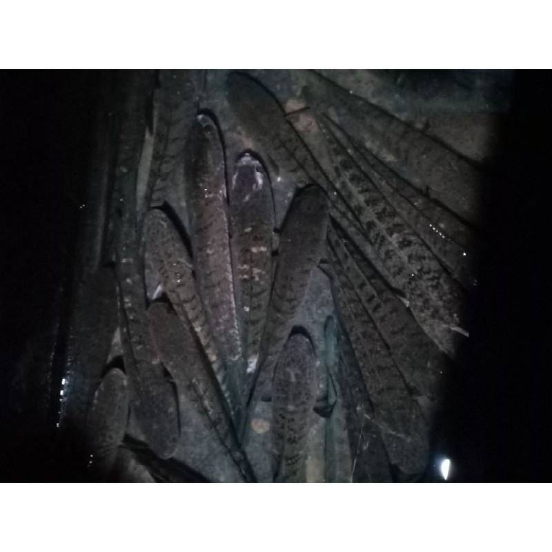 

TB-02 Ikan gabus hidup segar 1kg kak