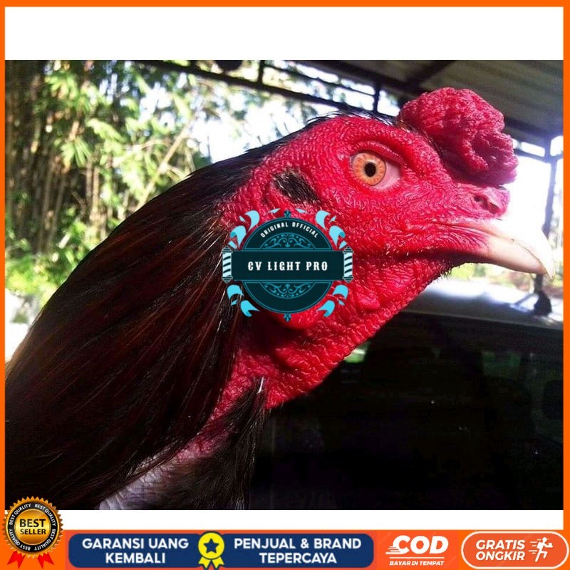 

Telur ayam bangkok ekor lidi terbaru terlaris CV LIGHT PRO