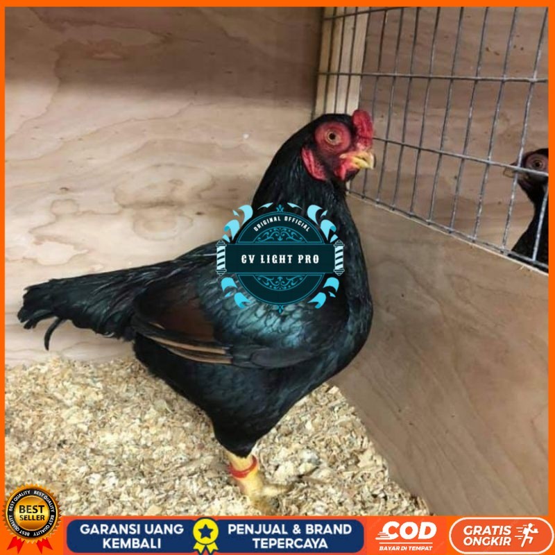 

TELUR AYAM HIAS BANTAM CORNISH UNTUK DI TETASKAN CV LIGHT PRO