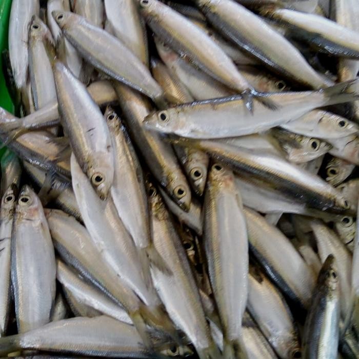

Ikan Tembang 1 kg