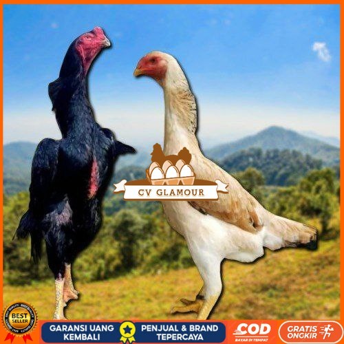 

telur ayam shamo japan original CV GLAMOUR