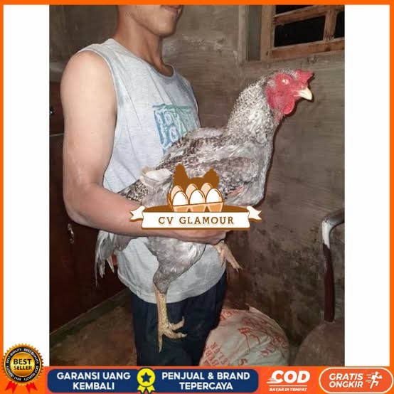 

Telur ayam gorila / gorilla jumbo siap ditetaskan CV GLAMOUR