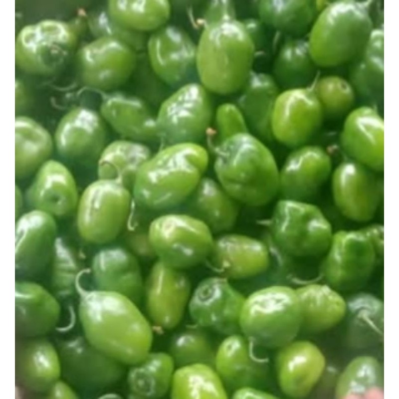 

DISKON GILA Cabe Gendot Dieng 1kg