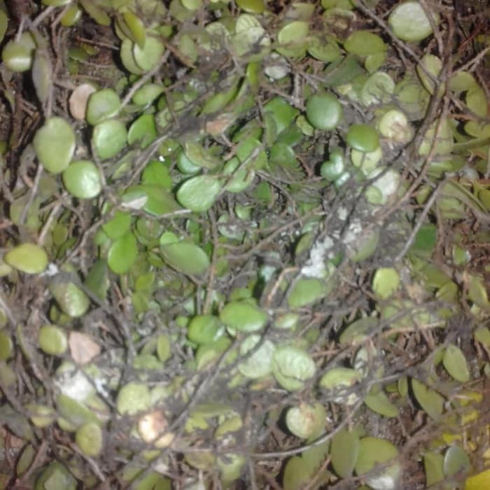 

Sahabattani herbal sisik naga pres segar ⠀⠀⠀⠀⠀⠀⠀⠀