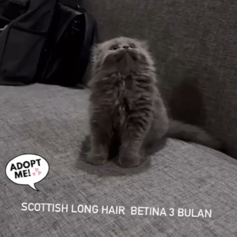 kucing scottish fold betina blue kitten | kucing lucu