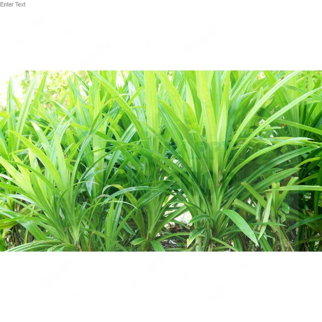 

DAUN PANDAN WANGI DAN SEGAR (1 LEMBAR)