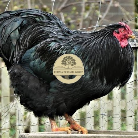 

Telur ayam black australorp / telur ayam hias / telur fertil siap cod KURNIA PRATAMA GROUP