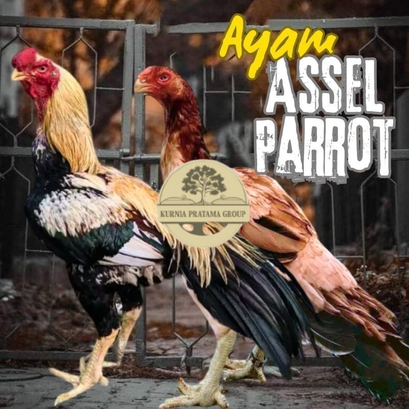 

telur ayam assel Parrot ori bisa untuk di tetaskan KURNIA PRATAMA GROUP