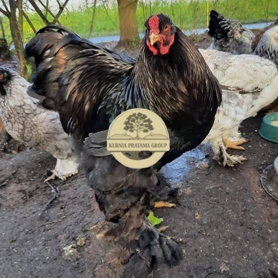 

Telur ayam brahma jumbo / telur ayam hias / telur fertil siap cod KURNIA PRATAMA GROUP