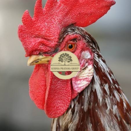 

Telur ayam albino mata merah / telur ayam hias fertil siap tetas KURNIA PRATAMA GROUP