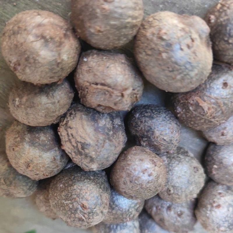 JAMIN MURAH bibit Porang katak mini harga 1 kg isi 1000-2000(BISA LANGSUNG ORDER)