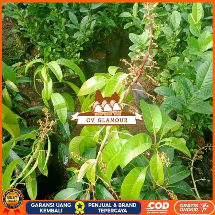 TANAMAN BUAH MANGGA SUDAH BERBUNGA JENIS KIOJAY,CHOKANAN,HARUM MANIS Bibit Tanaman Super Unggul CV G