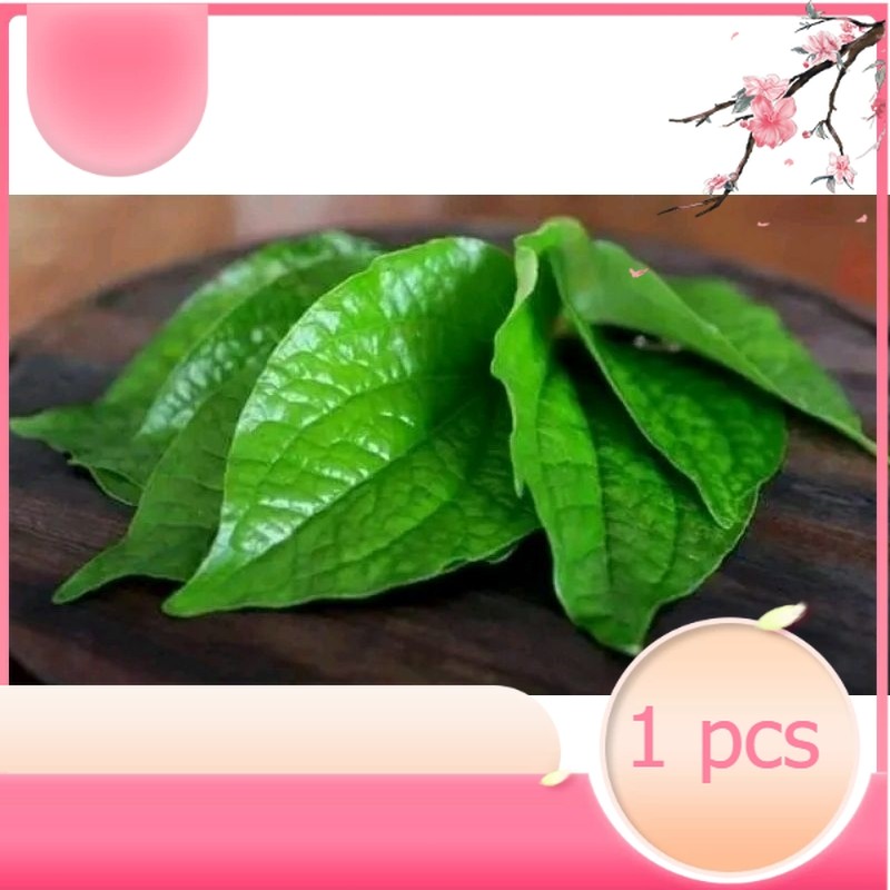 

sirih hijau freshh segar dadakan pesan>petik>kirim