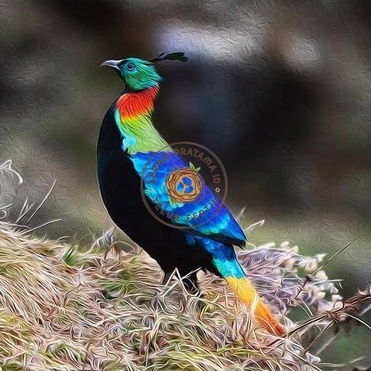 

Telur ayam hias ringneck impeyan pheasant fertil siap ditetaskan KURNIA PRATAMA ID