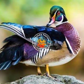 

Telur bebek hias caroline duck fertil bisa ditetaskan Langsung UD KURNIA PRATAMA