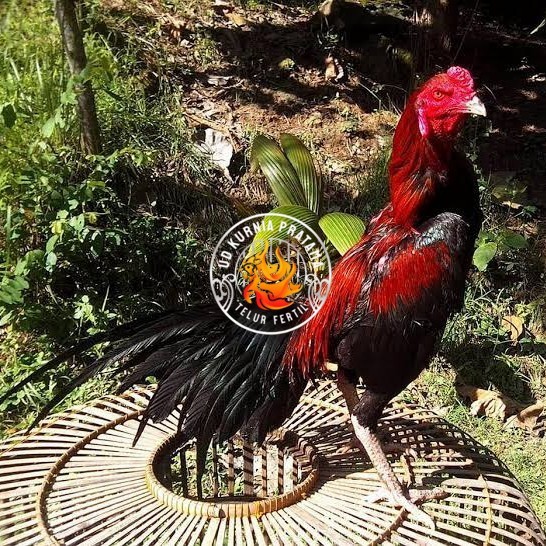 

Telur ayam bangkok ekor lidi / telur ayam hias fertil siap kirim UD KURNIA PRATAMA