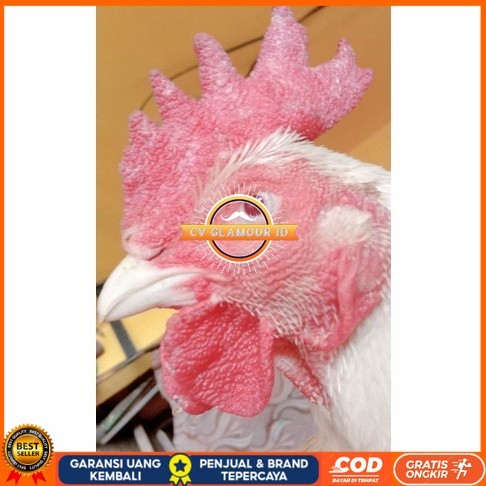 

Telur ayam hias bangkok albino mata merah fertil asli siap ditetaskan - ayam albino CV GLAMOUR ID