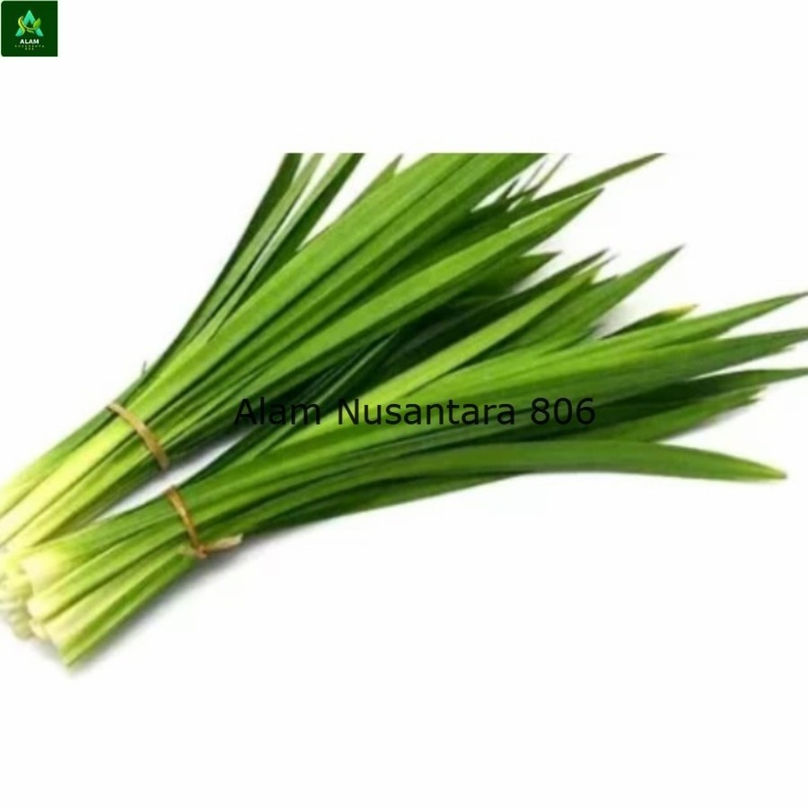 

Daun Pandan Segar Fresh 1 iket (50 Lembar Daun) - AN