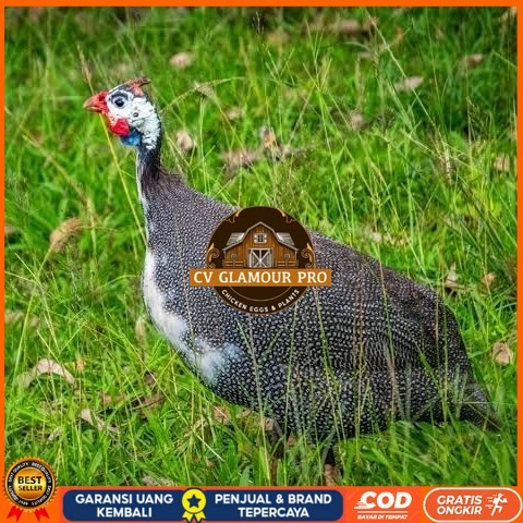 

Telur ayam mutiara / telur ayam hias / telur fertil siap cod CV GLAMOUR PRO