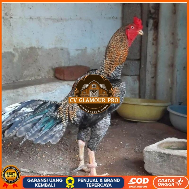 

TELUR AYAM HIAS PEDAGING URABA 2 UNTUK DI TETASKAN CV GLAMOUR PRO