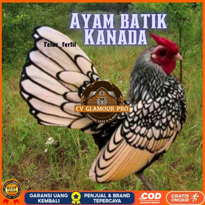 

telur ayam batik kanada / ayam kate hias untuk ditetaskan original berkualitas CV GLAMOUR PRO