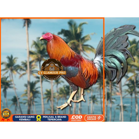 

telur ayam Philipin asli petarung bisa untuk di tetaskan CV GLAMOUR PRO