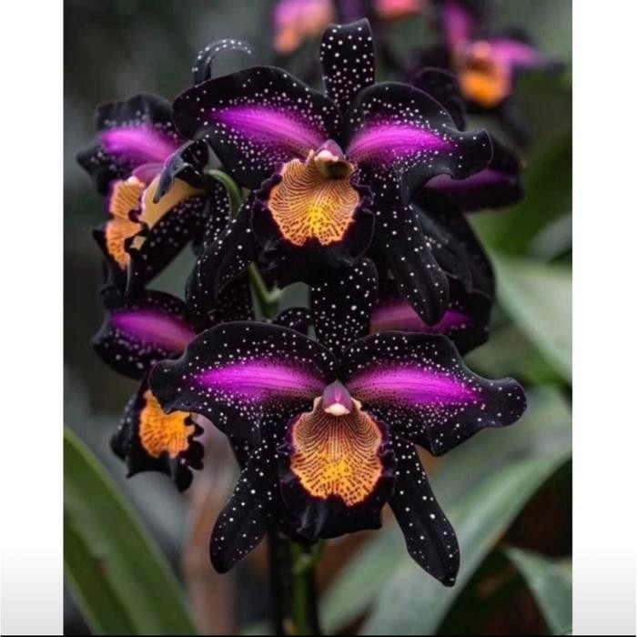 Terlaris anggrek bulan jumbo - anggrek bulan bunga black ft oscar - anggrek bulan dewasa siap berbun