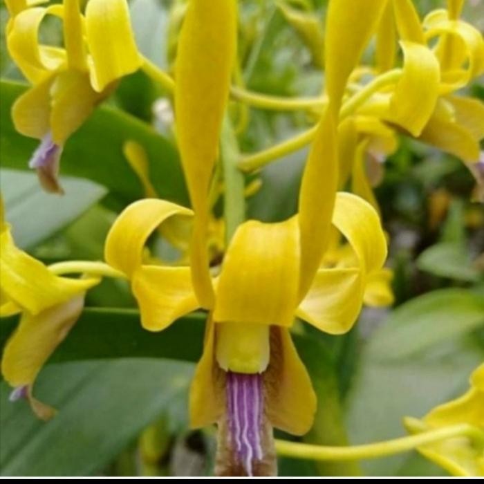 anggrek dendrobium keriting dewasa bunga kuning