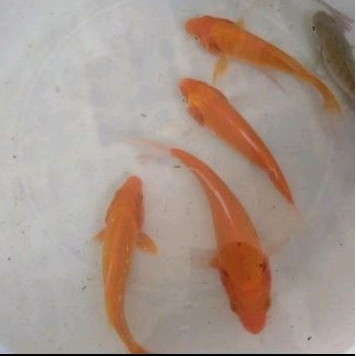 bibit ikan mas merah ukuran 3  jari per ekor