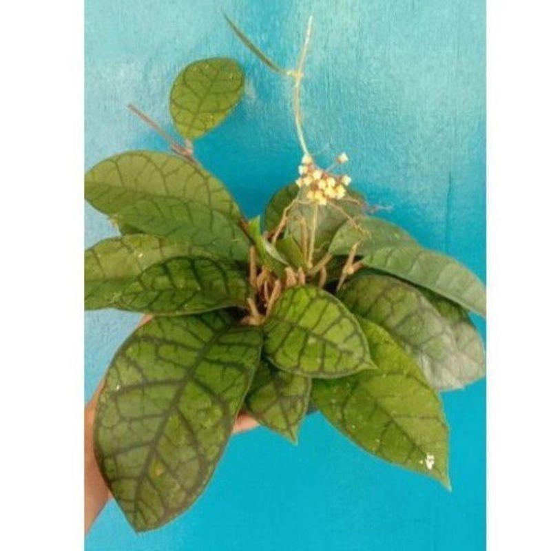 Promo Hoya Callystophylla COD Onokabe_Co