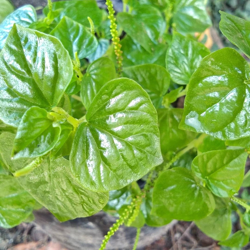 

Baru Promo 250 gram sirih cina - sirih bumi segar Ml plant