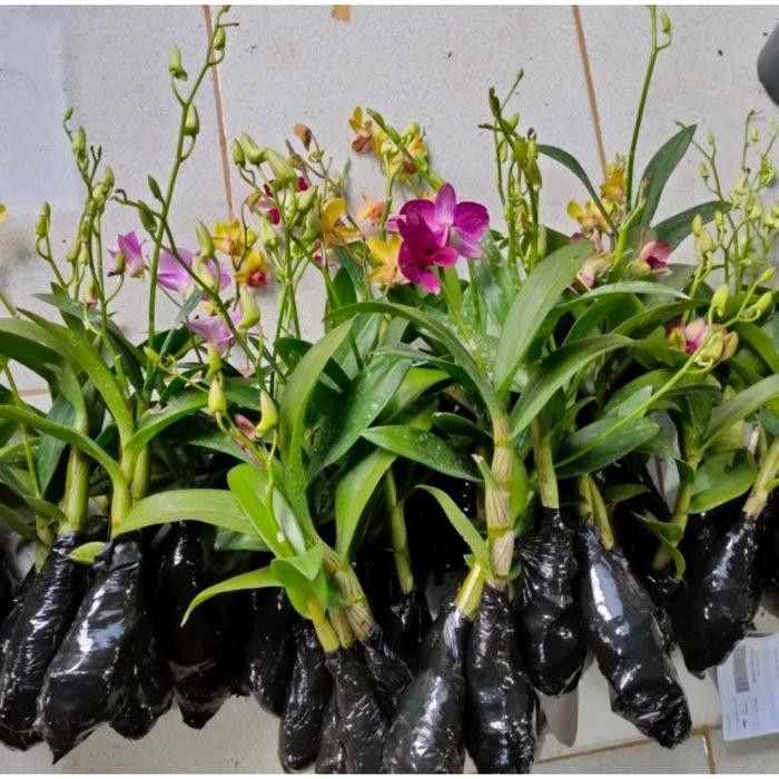 Promo COD Seedling anggrek dendrobium 9 jenis bunga - anggrek dendrobium