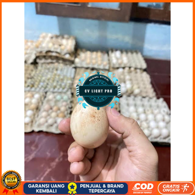 

TELUR AYAM TEMBEAN PERDANA CV LIGHT PRO